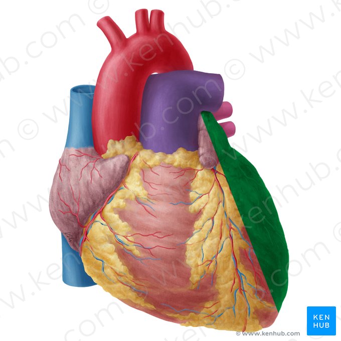 Left surface of heart (Facies sinistra cordis); Image: Yousun Koh