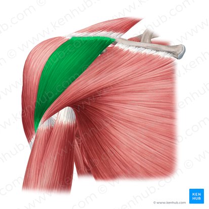 Pars clavicularis musculi deltoideus (Schlüsselbeinteil des Deltamuskels); Bild: Yousun Koh