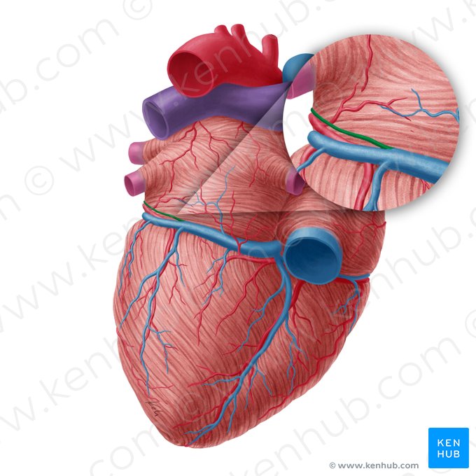 Oblique vein of left atrium (Vena obliqua atrii sinistri); Image: Yousun Koh