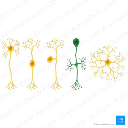 Neurona unipolar (Neuron unipolare); Imagen: Paul Kim