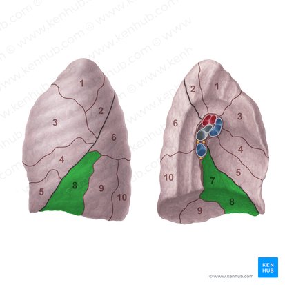 Segmento basilar anteromedial do pulmão esquerdo (Segmentum basale anteromediale pulmonis sinistri); Imagem: Paul Kim