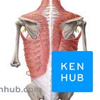 Anatomie des Rückens - Aufbau & Funktion | Kenhub