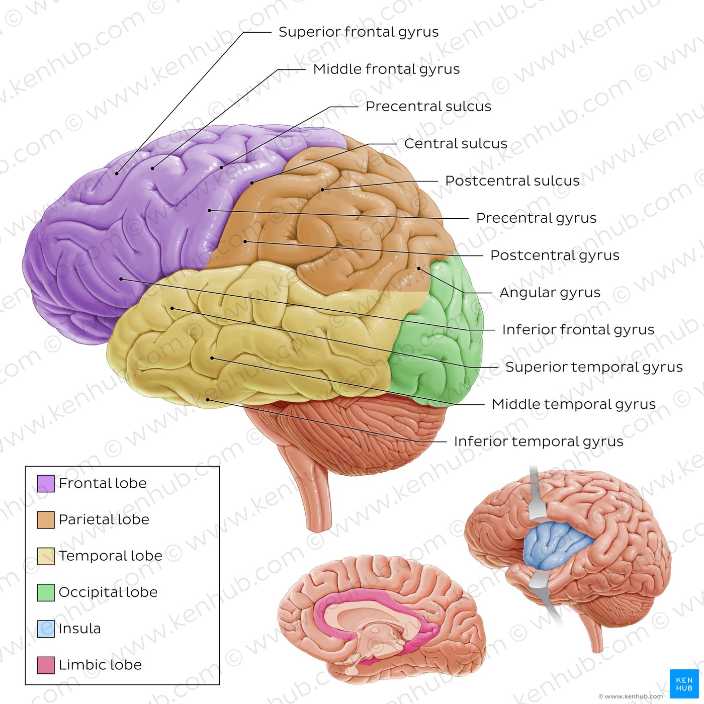 Lateral views of the brain - labeled diagram