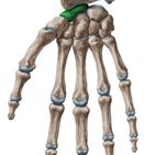 Distales Handgelenk