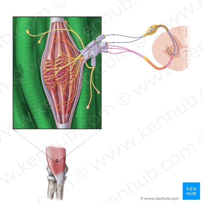 Fibra muscular extrafusal (Myofibra extrafusalis); Imagen: Paul Kim