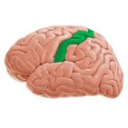 Gyrus postcentralis