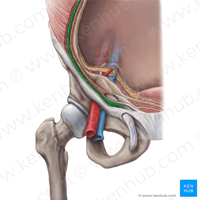 Músculo oblíquo interno do abdome (Musculus obliquus internus abdominis); Imagem: Hannah Ely