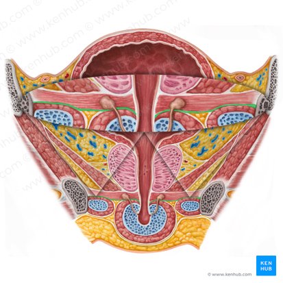 Membrana perineal (Membrana perinei); Imagen: Irina Münstermann