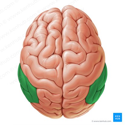 Inferior parietal lobule (Lobulus parietalis inferior); Image: Paul Kim