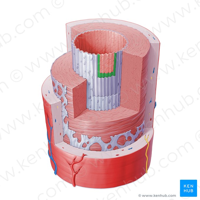 Membrana basal de artéria (Membrana basalis arteriae); Imagem: Paul Kim