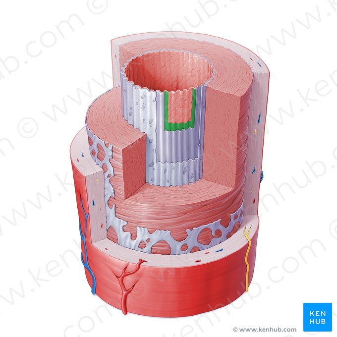 Membrana basalis arteriae (Basalmembran der Arterie); Bild: Paul Kim