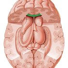 Corpus callosum