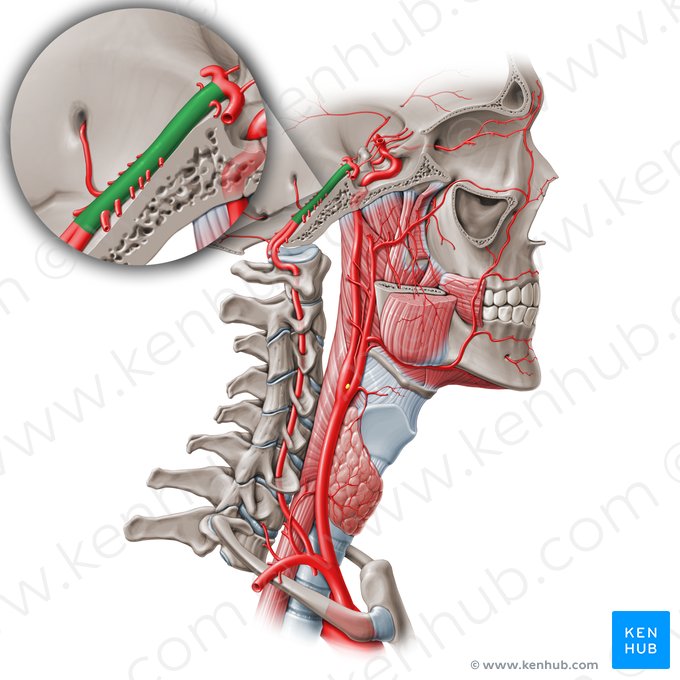 Basilar artery (Arteria basilaris); Image: Paul Kim