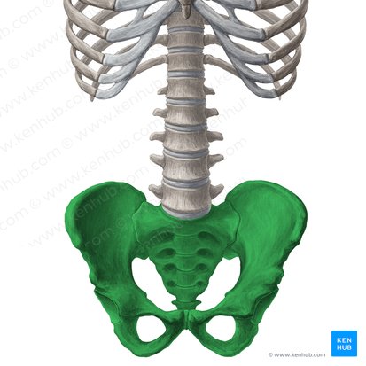 Pelvis; Imagen: Yousun Koh