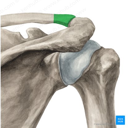 Extremitas acromialis claviculae (Akromiales Ende des Schlüsselbeins); Bild: Yousun Koh