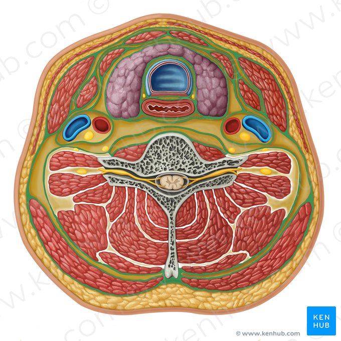 Fáscia cervical profunda (Fascia cervicalis profunda); Imagem: Irina Münstermann