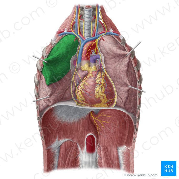 Lobo superior do pulmão direito (Lobus superior pulmonis dextri); Imagem: Yousun Koh