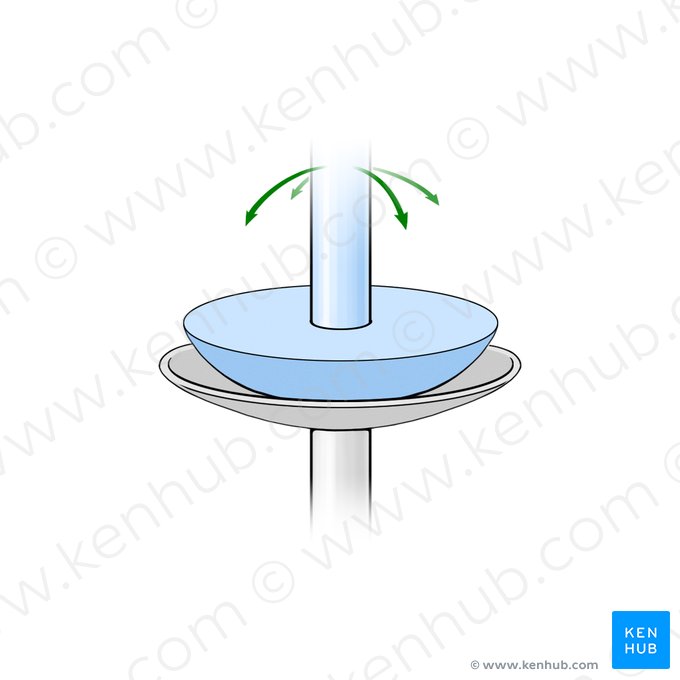 Ellipsoid joint (Articulatio ellipsoidea); Image: Paul Kim