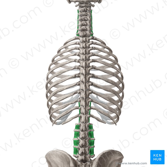 Musculi intertransversarii (Zwischenquermuskeln); Bild: Yousun Koh