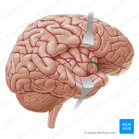 Middle cerebral artery (Arteria media cerebri); Image: Paul Kim