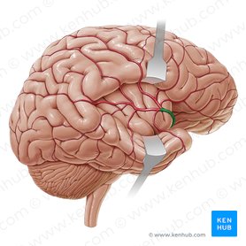 Blood supply to the brain: Anatomy of cerebral arteries | Kenhub