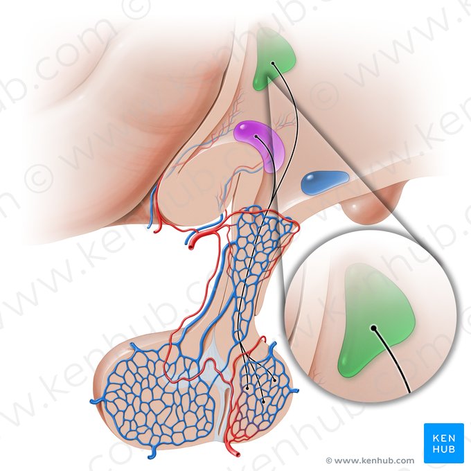 Núcleo paraventricular (Nucleus paraventricularis hypothalami); Imagen: Paul Kim