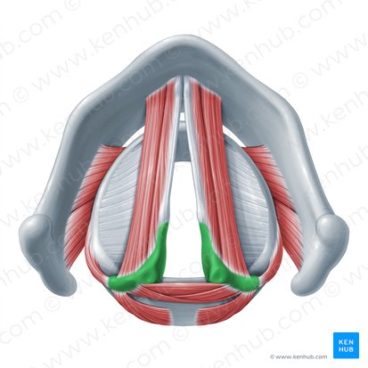 Arytenoid cartilage (Cartilago arytenoidea); Image: Paul Kim