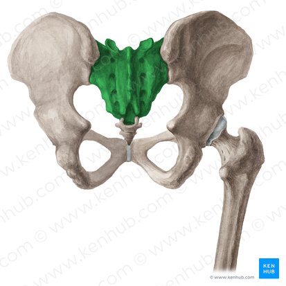 Sacro (Os sacrum); Imagem: Liene Znotina