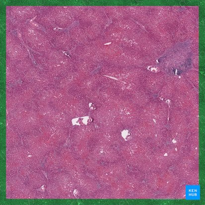 Liver (Hepar); Image: 