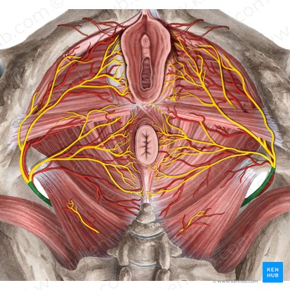 Nervo pudendo (Nervus pudendus); Imagem: Rebecca Betts