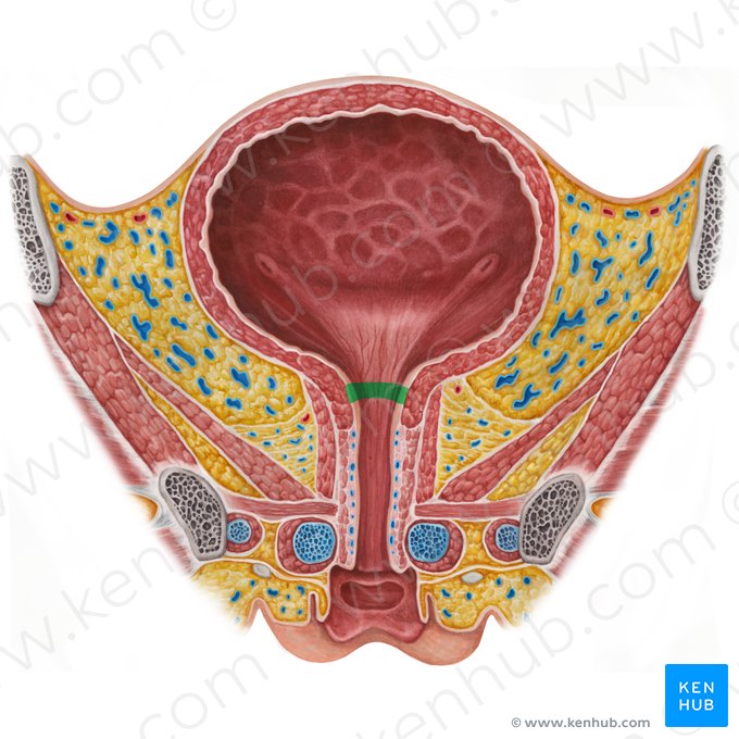 Orificio interno de la uretra (Ostium internum urethrae); Imagen: Irina Münstermann