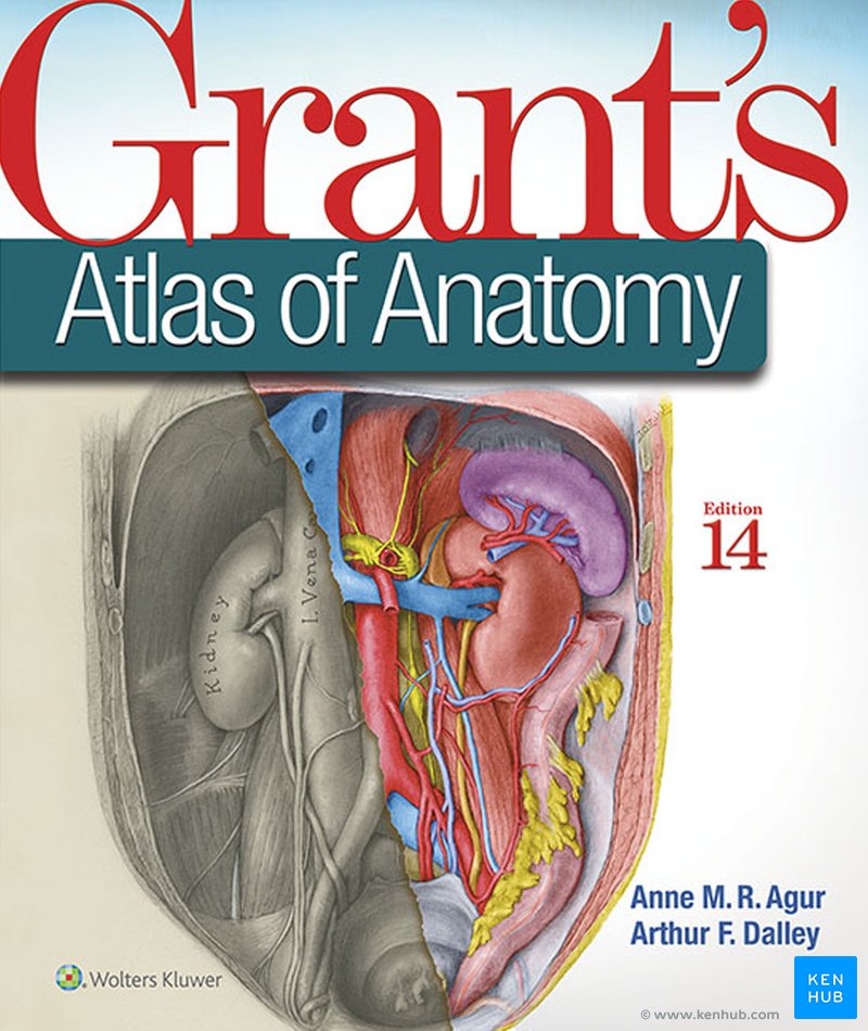 Grant's Atlas of Anatomy: Review | Kenhub