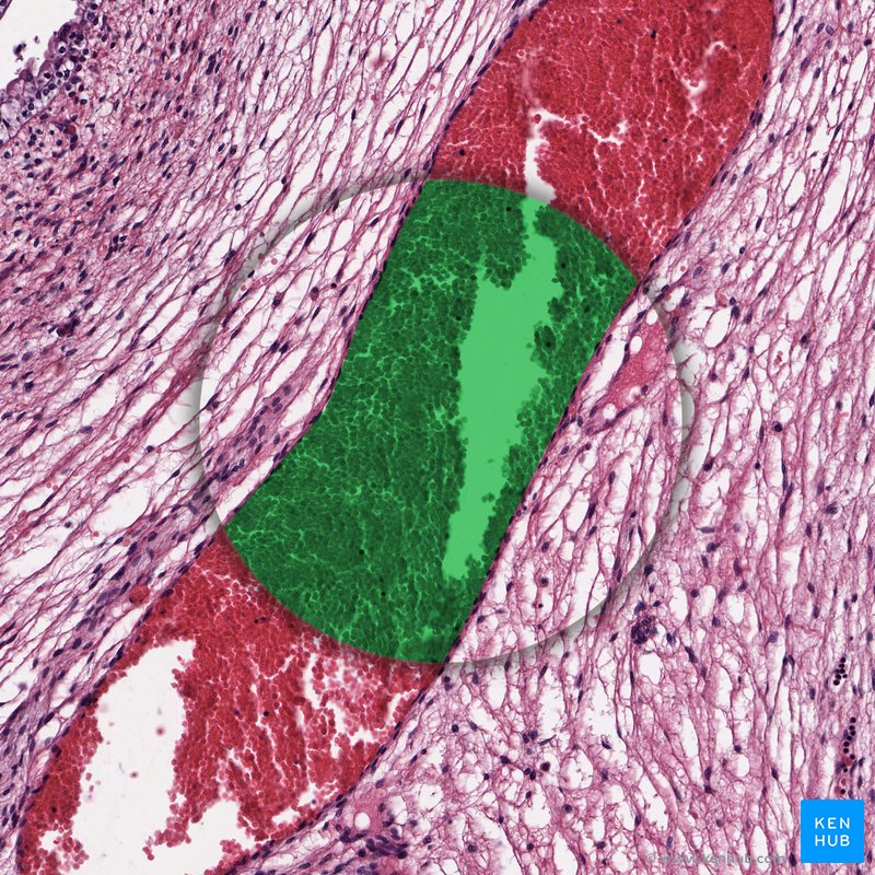 Blut - Histologie