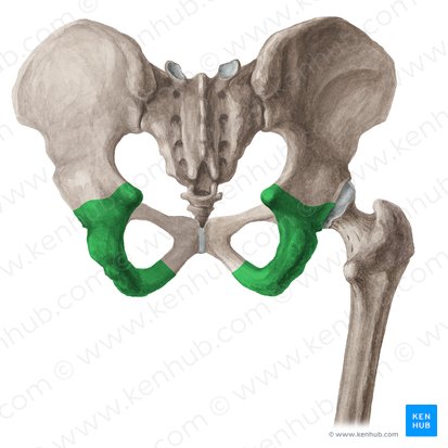 Ischium (Os ischii); Image: Liene Znotina