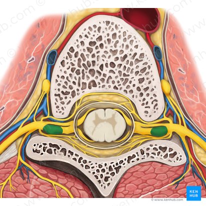 Ganglion spinal (Ganglion spinale); Image : Rebecca Betts