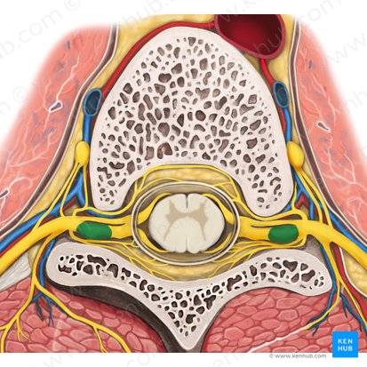 Ganglio espinal (Ganglion spinale); Imagen: Rebecca Betts