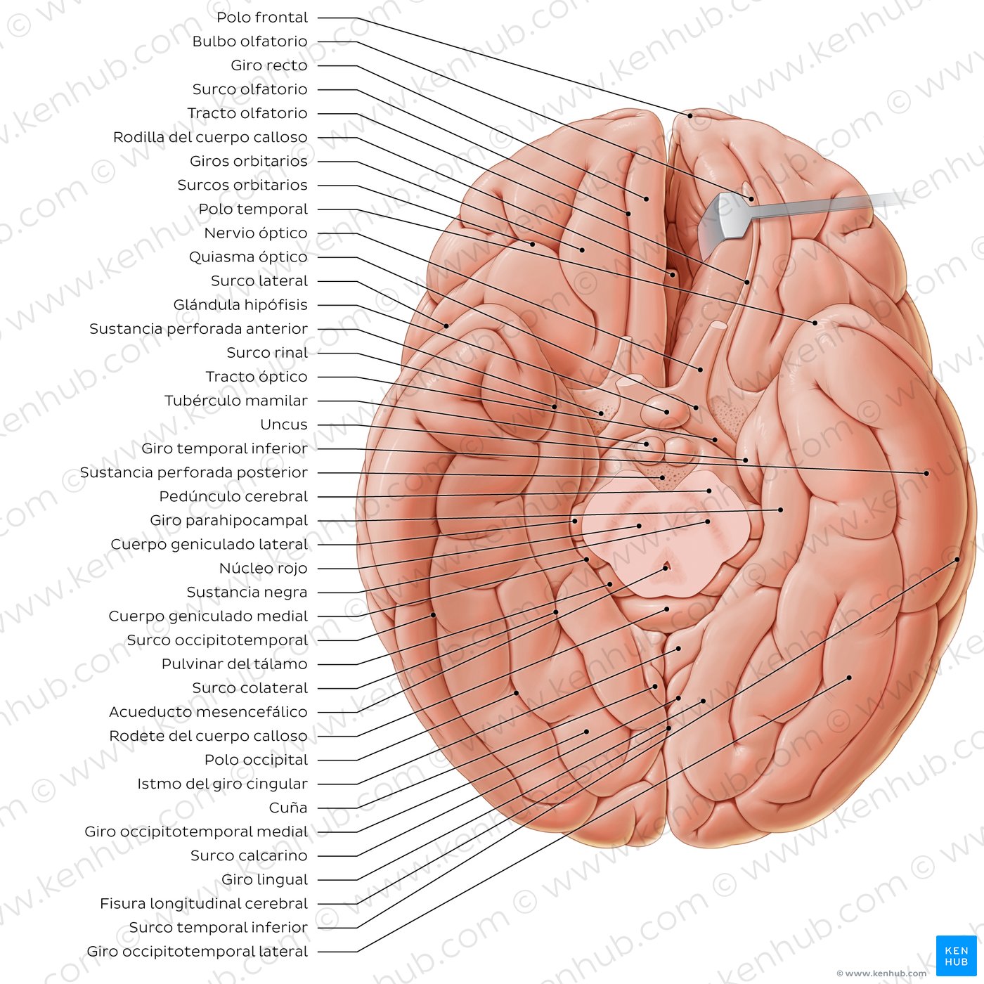Visión de la base del encéfalo mostrando el mesencéfalo y sus estructuras relacionadas