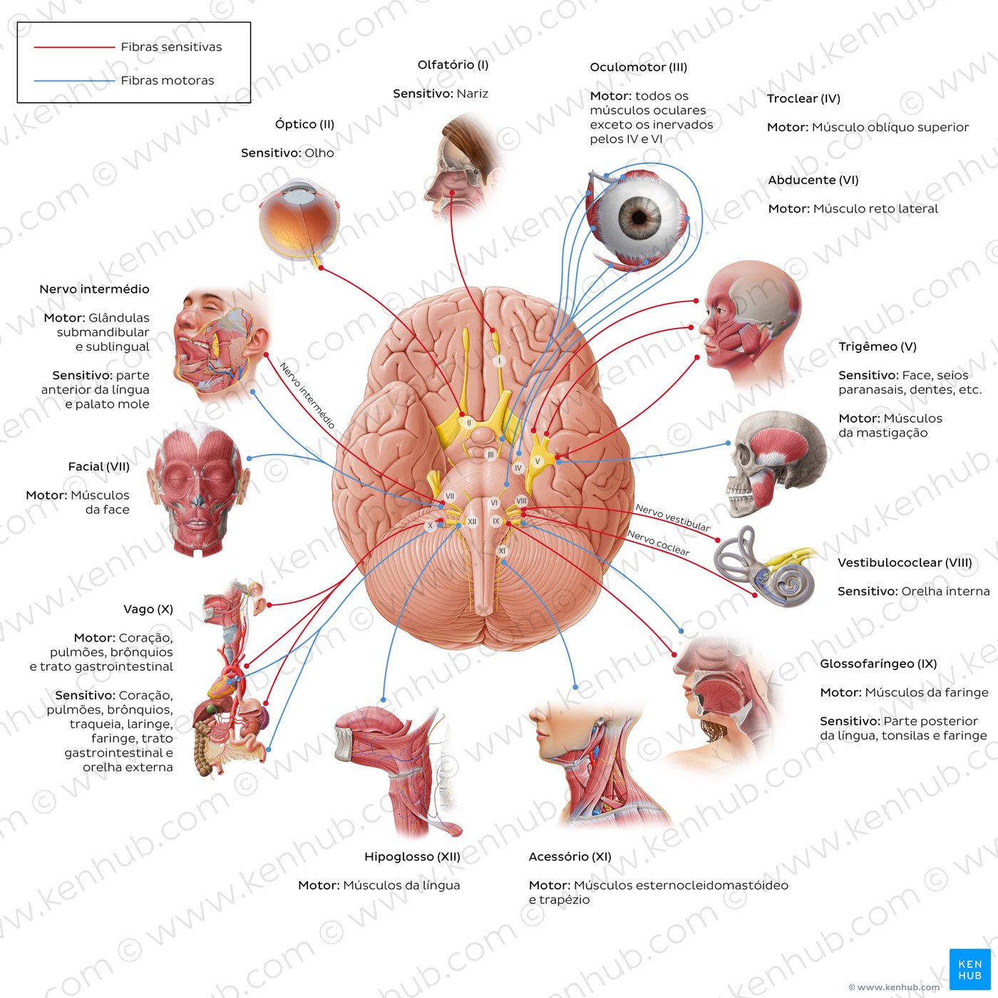 12 cranial nerves (diagram)