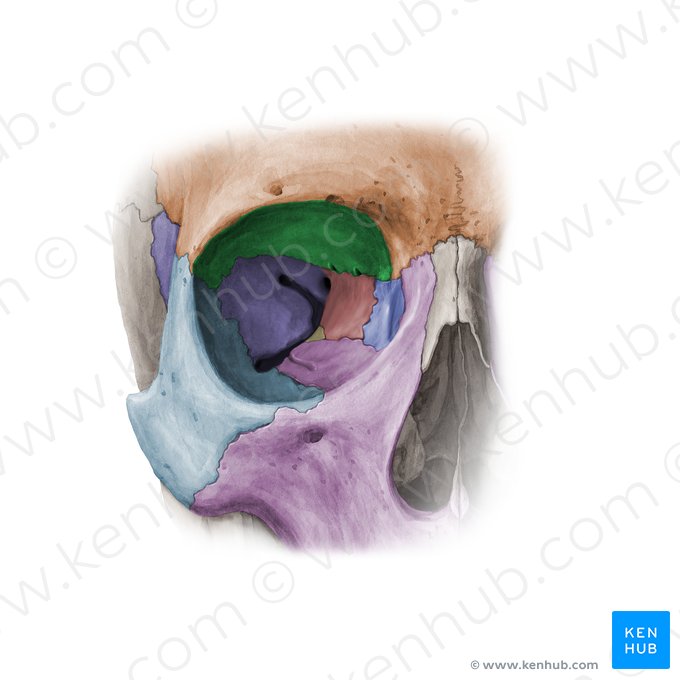 Facies orbitalis ossis frontalis (Augenhöhlenfläche des Stirnbeins); Bild: Paul Kim