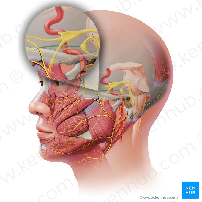 Greater petrosal nerve (Nervus petrosus major); Image: Paul Kim