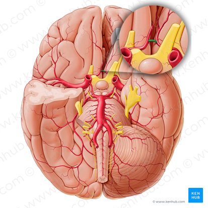 Arteria comunicante anterior (Arteria communicans anterior); Imagen: Paul Kim