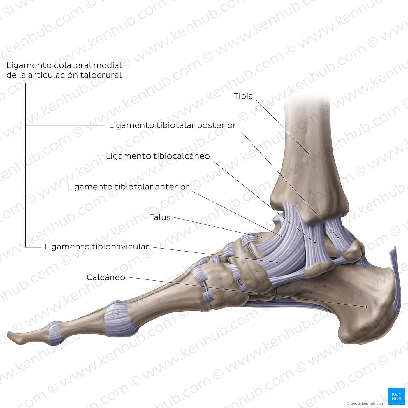 Anatomía del tobillo: Vista medial