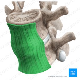 Anterior longitudinal ligament (Ligamentum longitudinale anterius); Image: Liene Znotina
