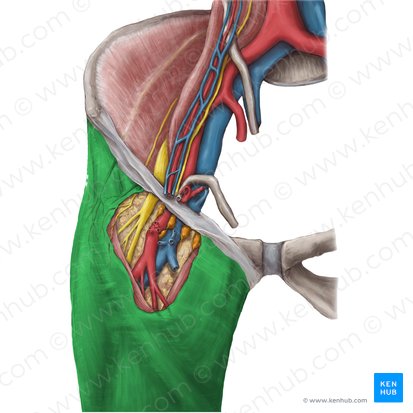 Fascia lata >>Deep fascia of thigh ; named from its great extent