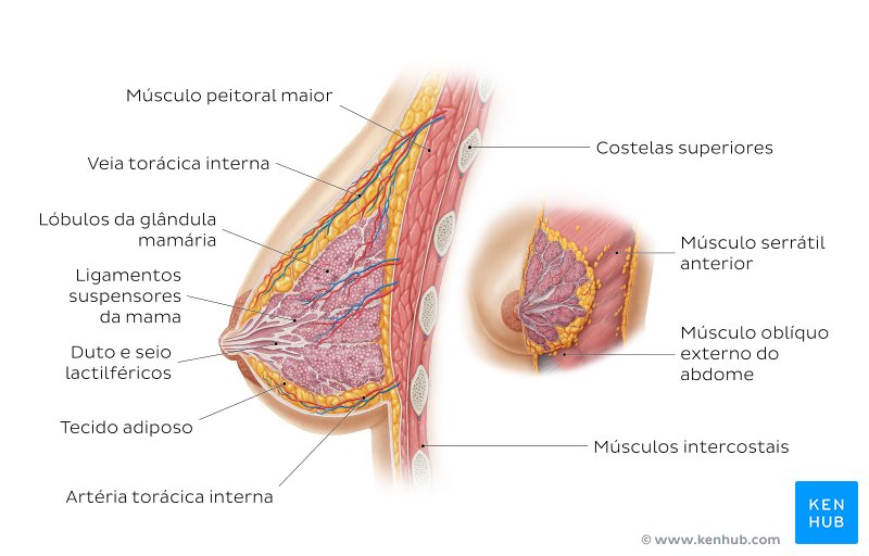 Anatomia da mama feminina - vista lateral