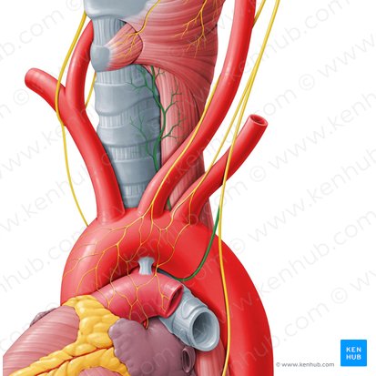 Left recurrent laryngeal nerve (Nervus laryngeus recurrens sinister); Image: Paul Kim