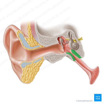 Bony part of auditory tube (Pars ossea tubae auditivae); Image: Paul Kim
