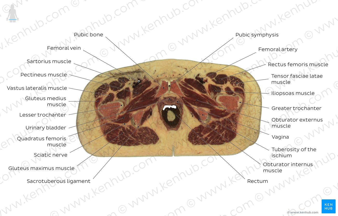 Rectum level: Overview