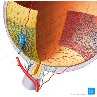 Arteriae ciliares posteriores breves (Kurze hintere Ziliararterien); Bild: Paul Kim