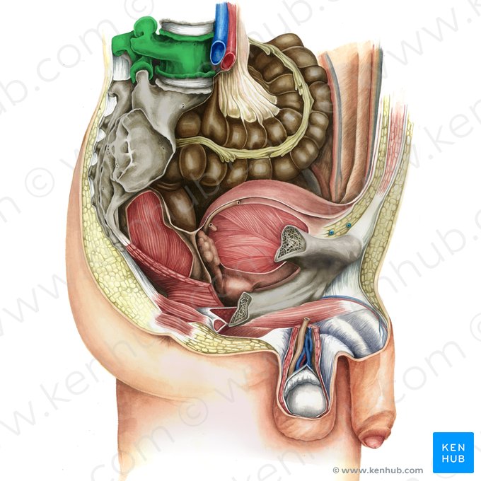 Vértebra L5 (Vertebra L5); Imagem: Irina Münstermann